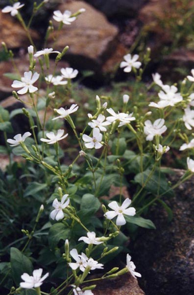 Petrocoptis hispanica en fleurs sur des parois rocheuses des Pyrénées
